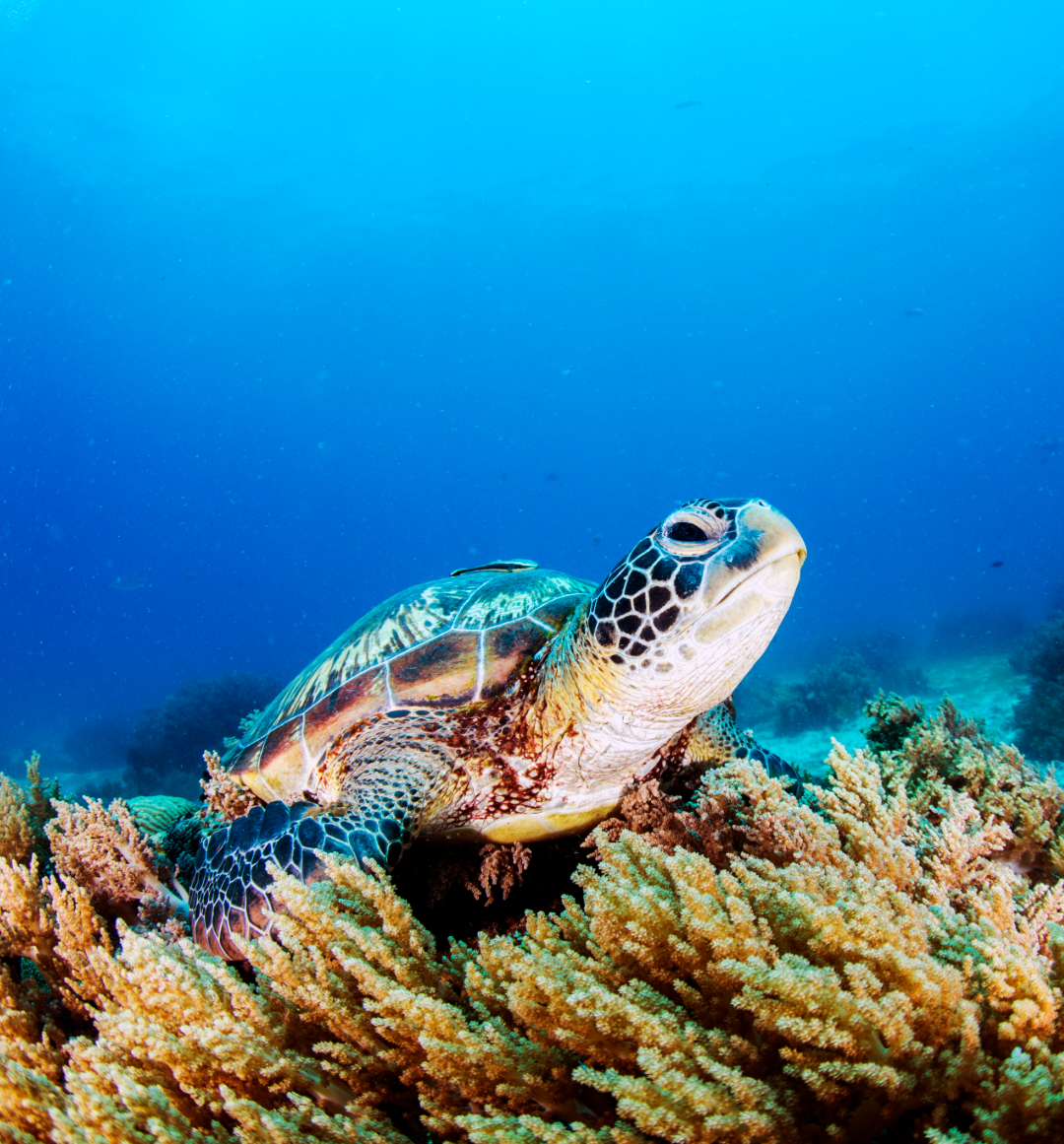 Turtle under water in tropical ocean