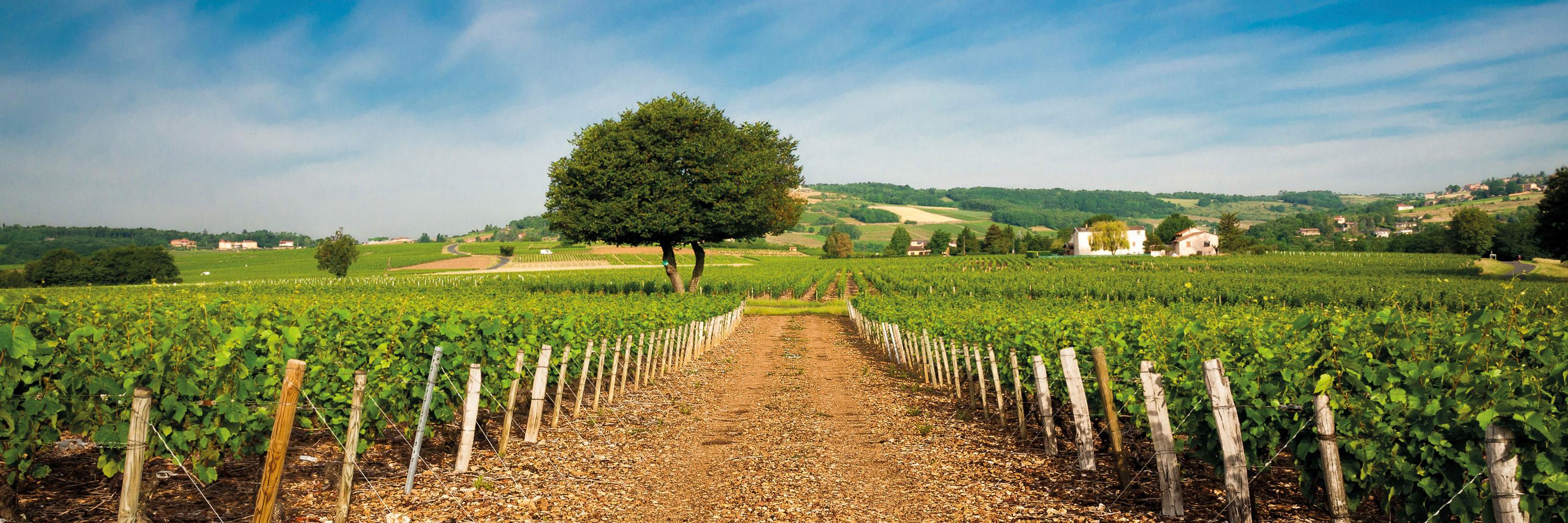 Vineyard in Lyon, France