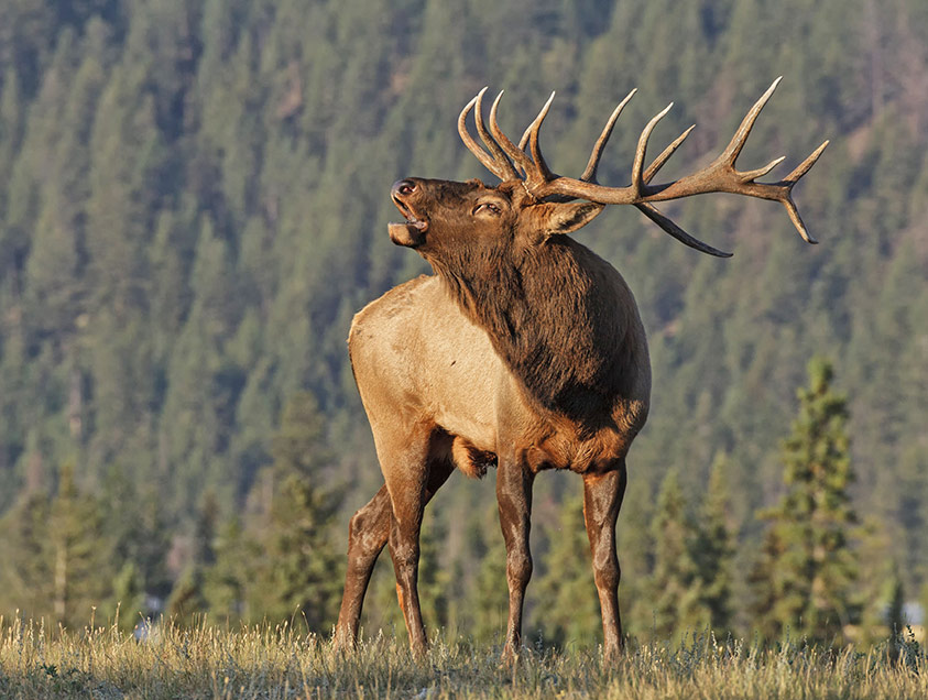 Reindeer