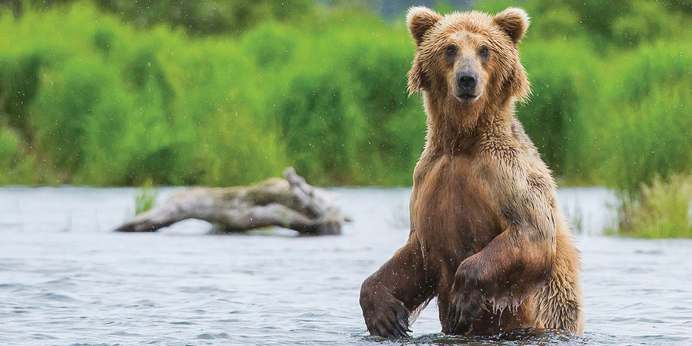 Bear standing on hind legs in lake