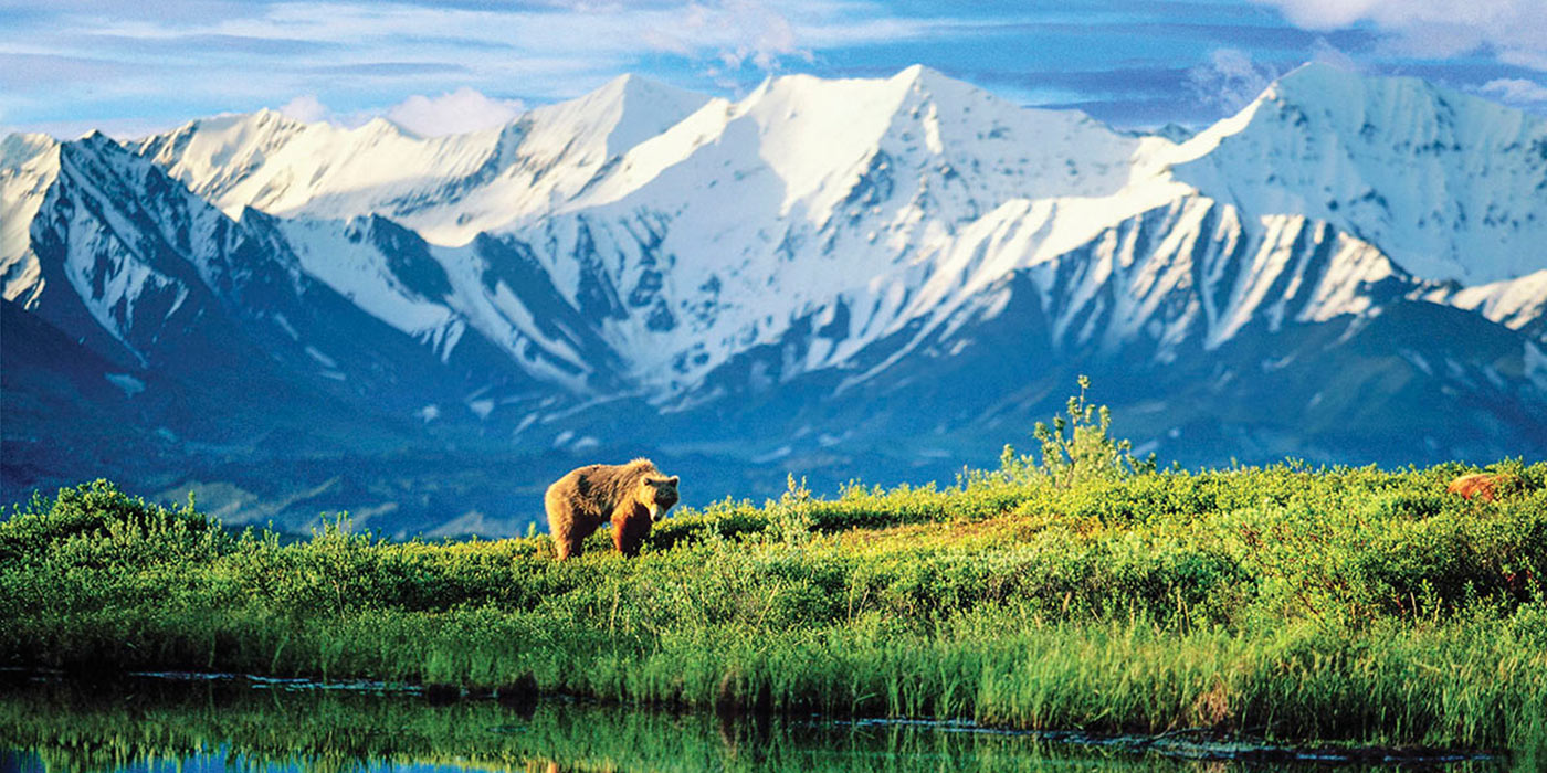 Bear on grassy hill with snowy mountains behind