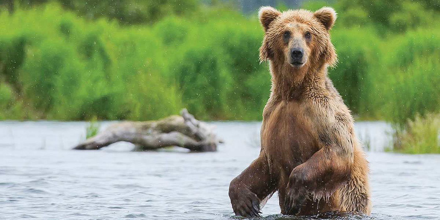 Grizzly bear in water