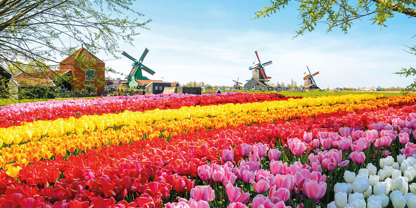 tulips and windmills in a field