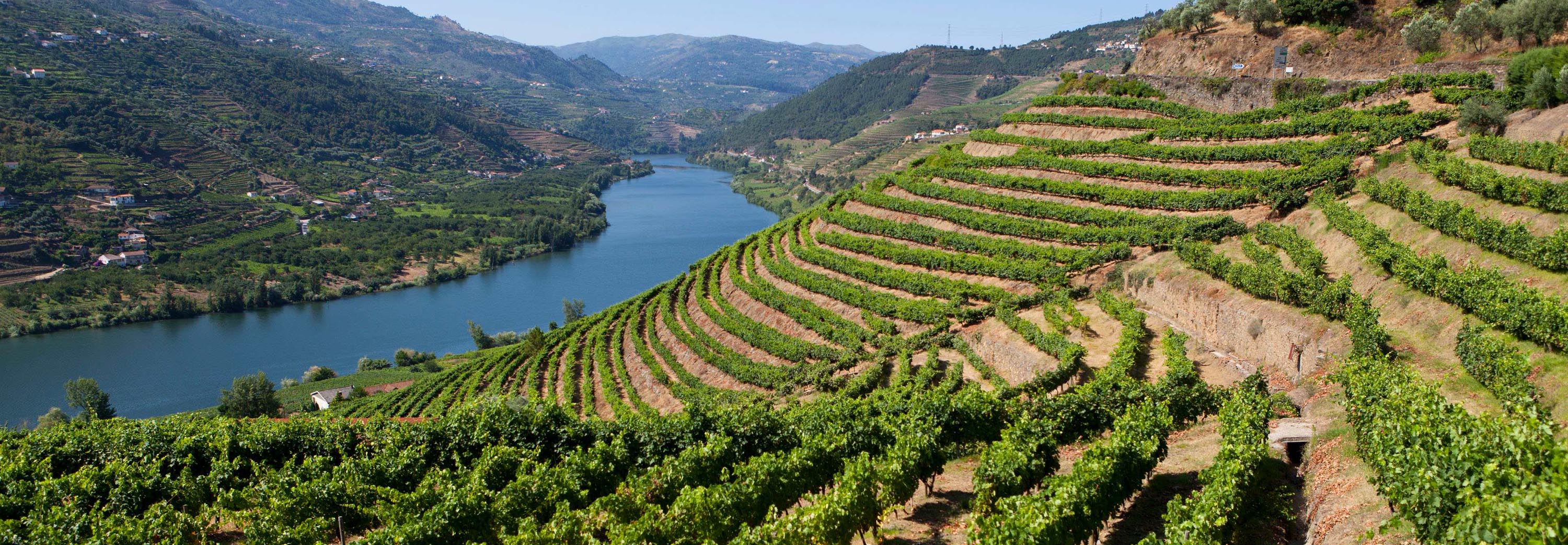 Douro Valley Vineyard, Portugal