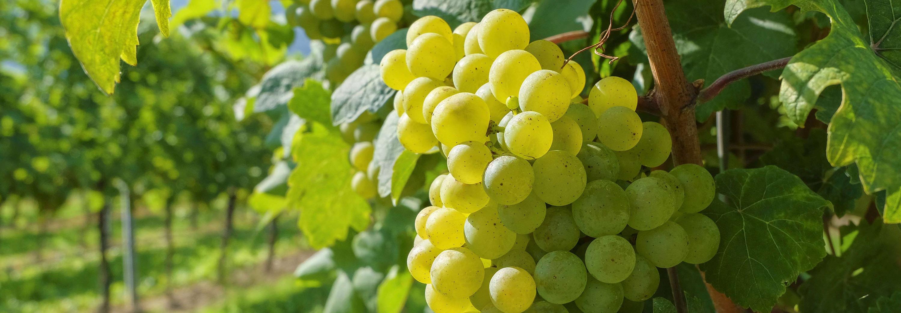 Reisling Wine Grapes