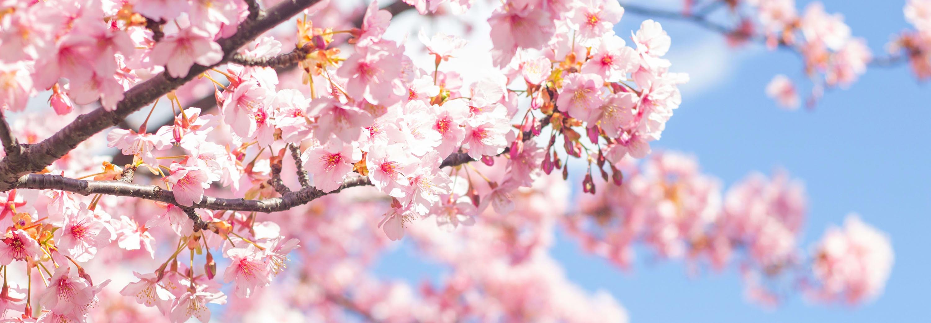 Exquisite cherry blossoms in season