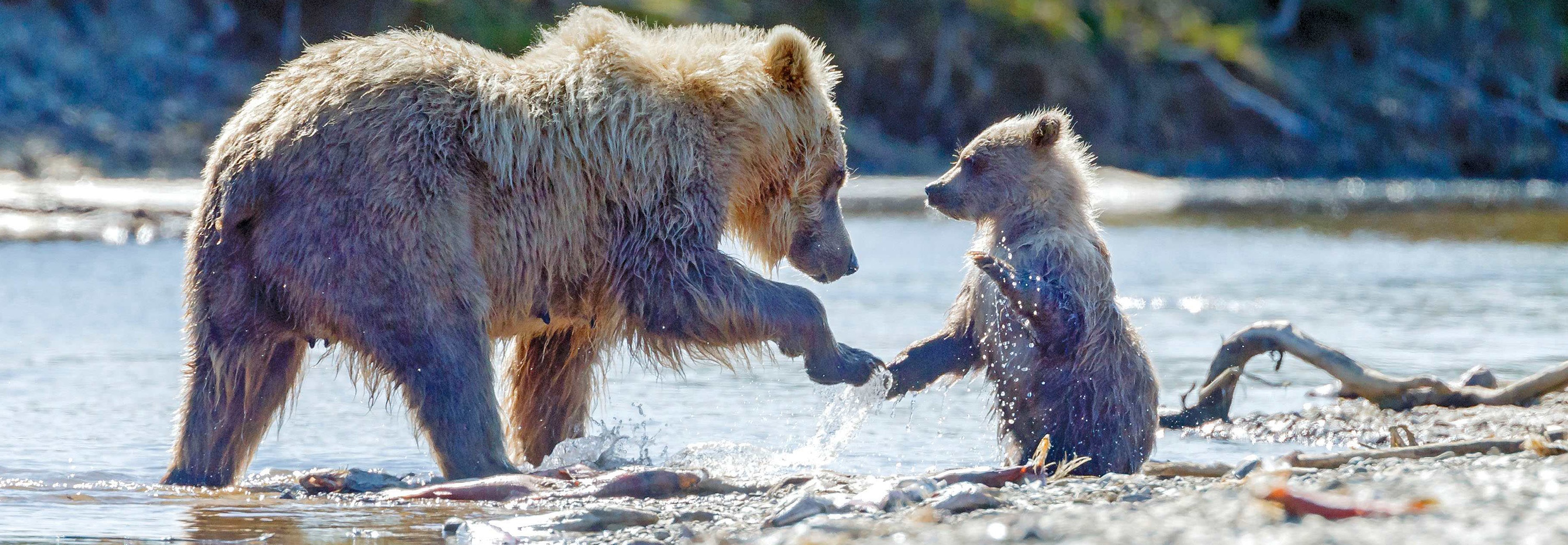 Spot a wild brown bear with cub in tow