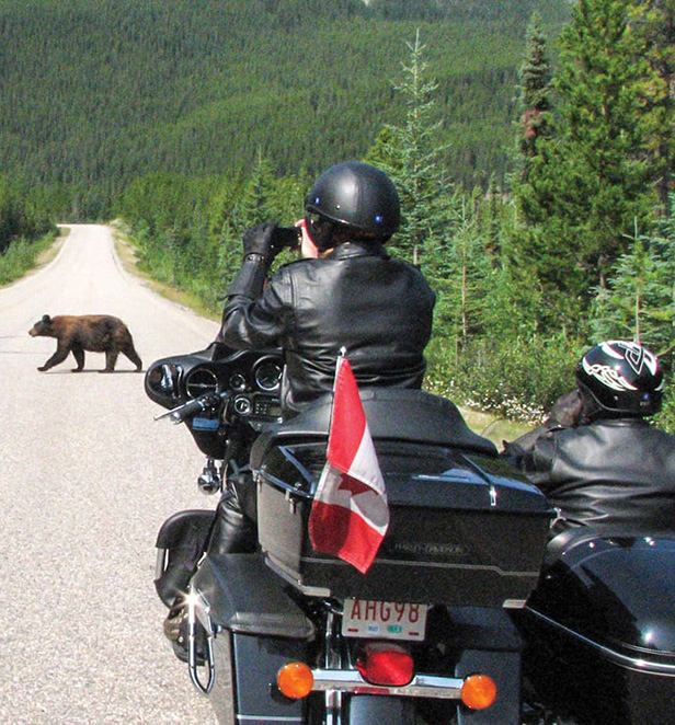 Guests watching black bear cross road