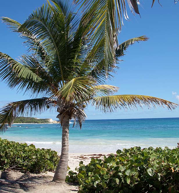 palm trees at half moon bay antigua 