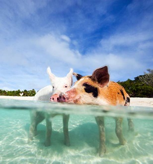 swimming pigs in exuma
