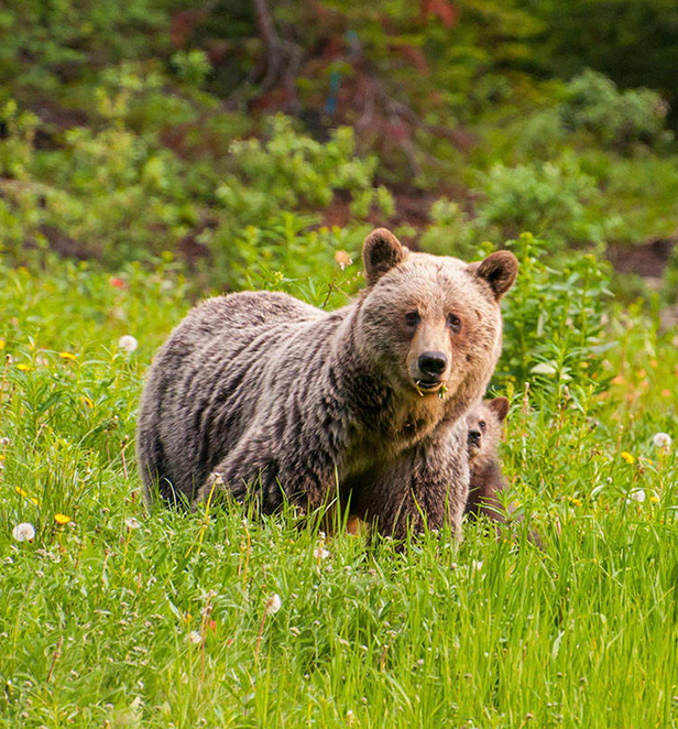 Grizzly Bear