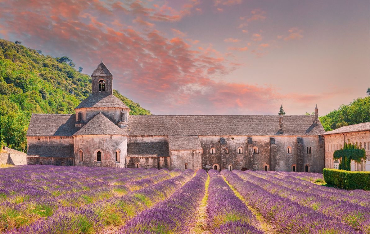 Lavender Fields in Provence France