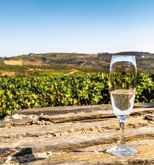 Douro Valley vineyards, Porto, Portugal