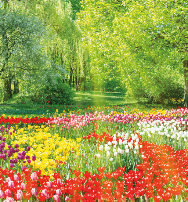 Keukenhof Gardens in full bloom, the Netherlands