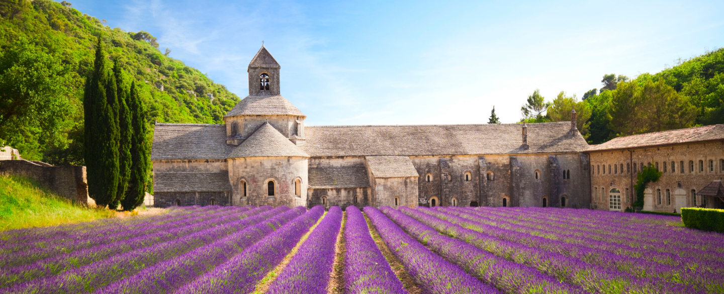 Lavender fields in bloom, Sénanque Abbey, Provence