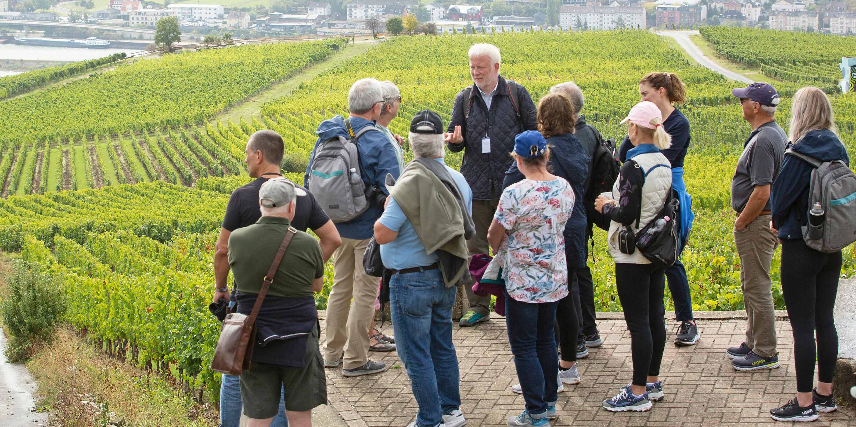 A guided tour of the Niederwalddenkmal vineyards, with green fields full of grapes, and the neighbouring town visible in the distance