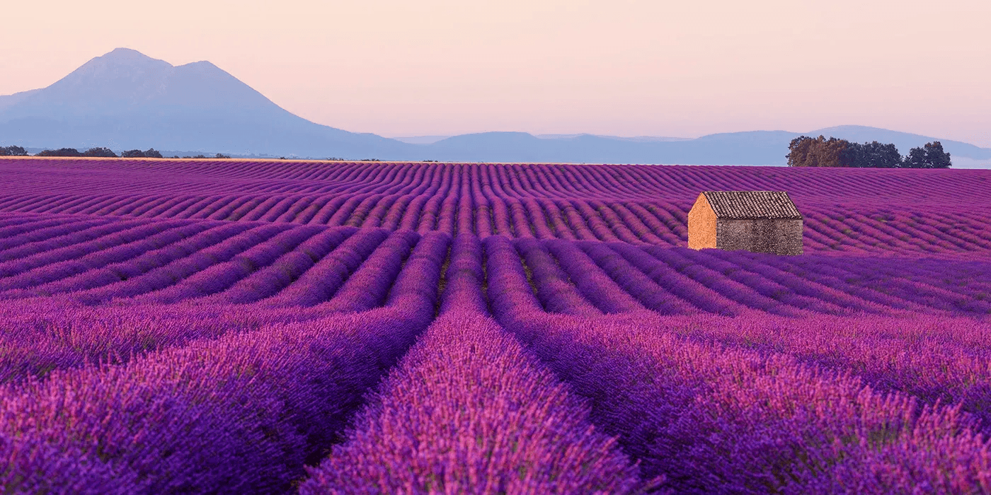 Lavender fields in the South of France 